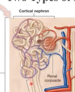 <p>short loop, with renal corpuscles near peripheral cortex</p>