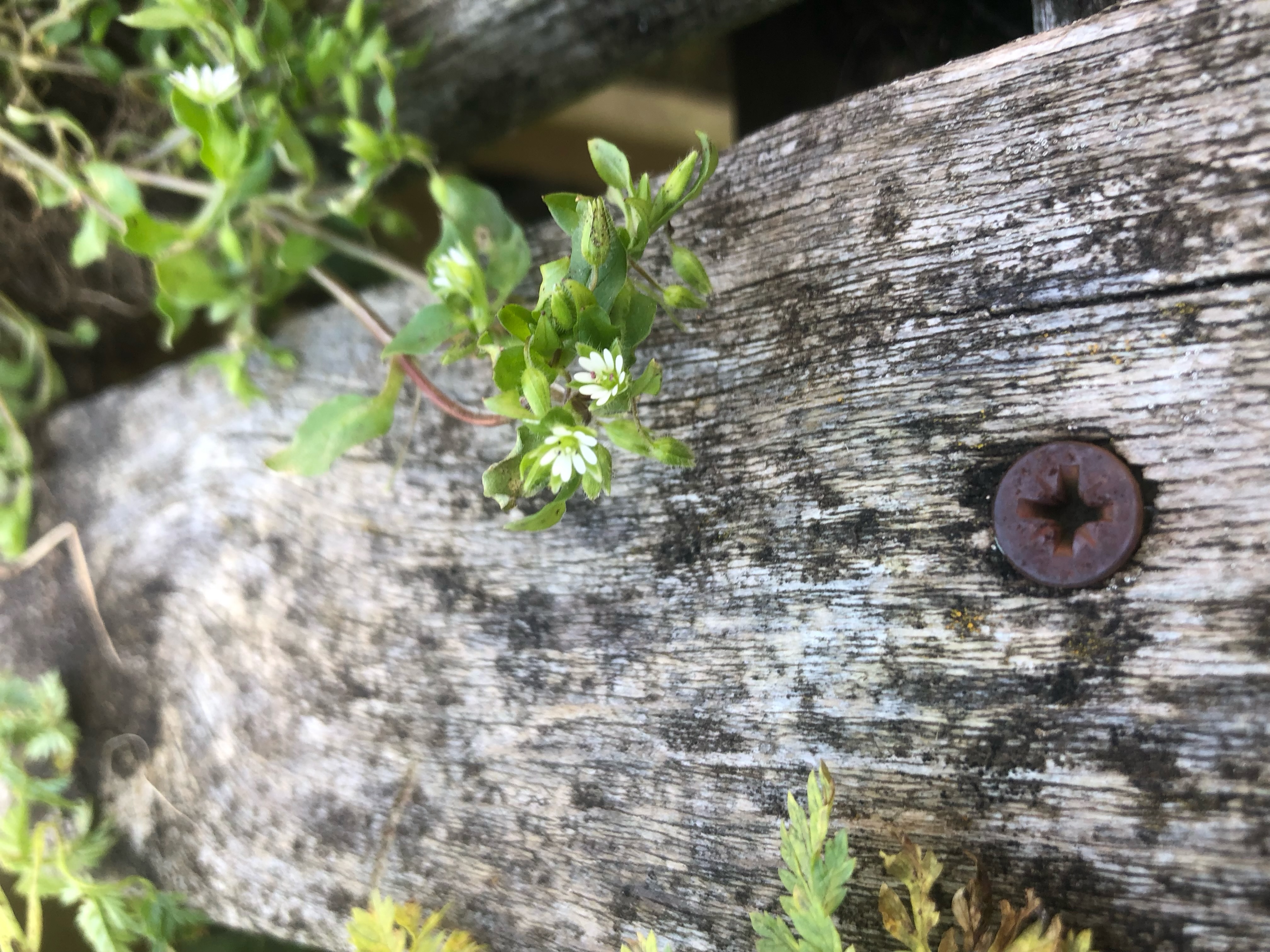 <p>Stellaria media: deciduous, evergreen or what?</p>