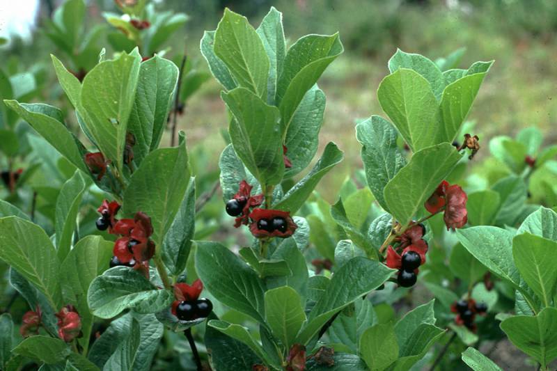 <p>Black twinberry</p>