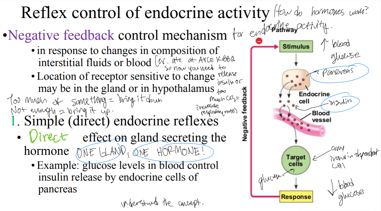 <p>What is the difference between simple (direct) endocrine reflexes and complex (indirect) endocrine reflexes. </p>