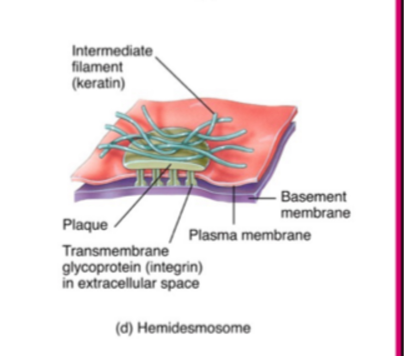 <ul><li><p><span>Hemidesmosomes </span></p></li></ul><p></p>