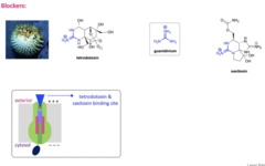 <p>- Contain a guanidinium which block the entry in the Na+ ion channel.</p><p>- Prevents channel responding to stimuli (depolarisation) and therefore leading to paralysis and death in 'large' quantities</p>