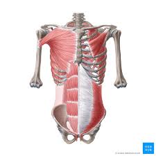 <p>Anterior Trunk Muscles</p>