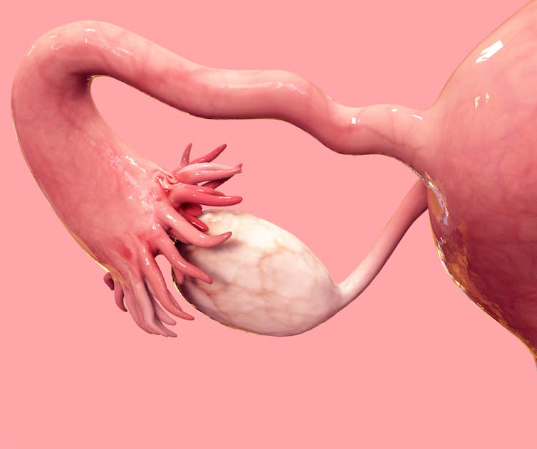<p>endocrine system<br>produces estrogen</p>
