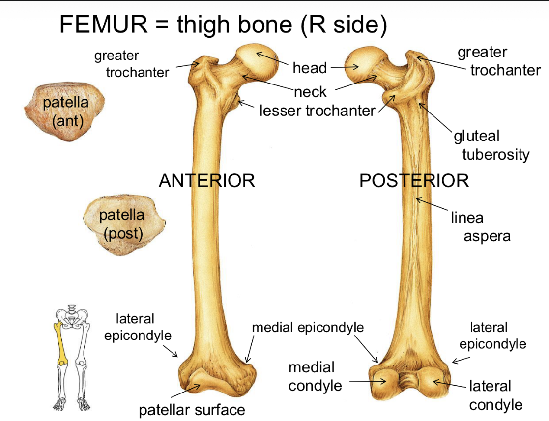 <p>Femur <strong>The Leg</strong></p>