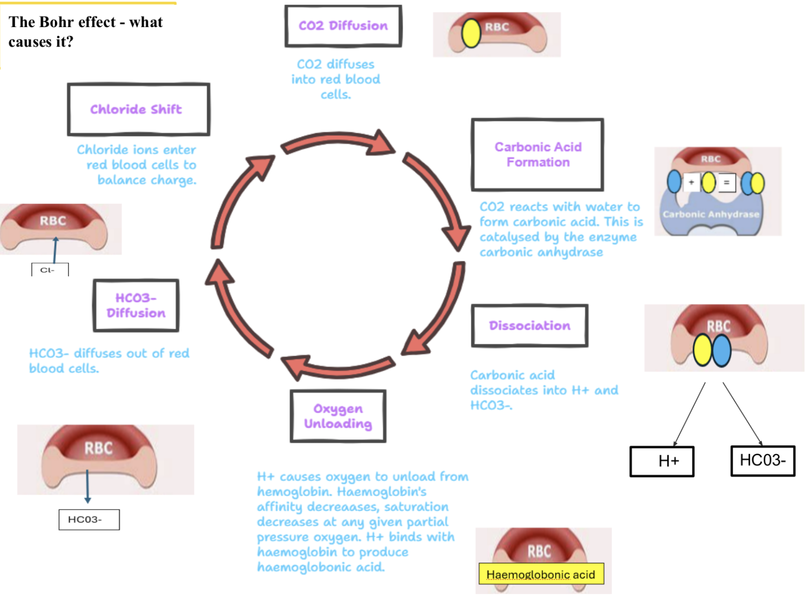 <p>what causes the Bohr effect </p>