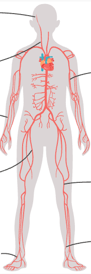 <p>carotid</p>