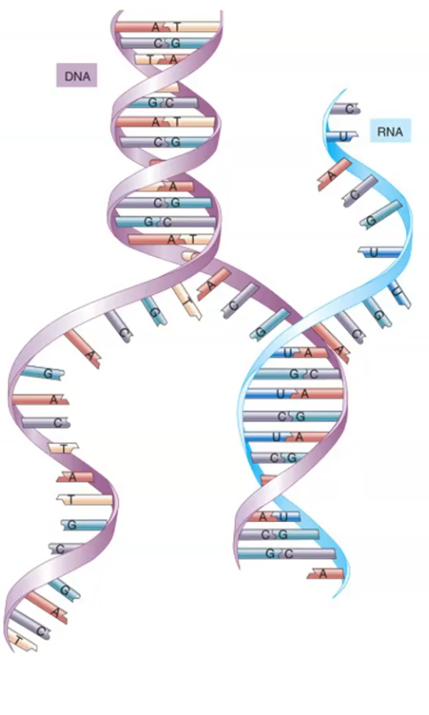 <p>DNA is double-stranded; the two strands must separate so RNA polymerase can read and copy one of them.</p>