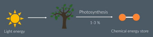 <p>● Chemical energy store in plant biomass, in a given area or volume<br>○ Total energy transferred into chemical energy from light energy during photosynthesis</p>