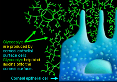 <p>corneal epithelial surface cells … mucins … corneal </p>