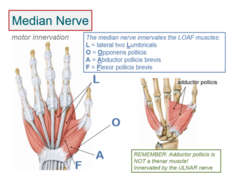 <p>All are ulnar, except LOAF, which are median.</p><p>Lumbricals (radial two)</p><p>Opponens pollicis</p><p>Abductor pollicis brevis</p><p>Flexor pollicis brevis</p>