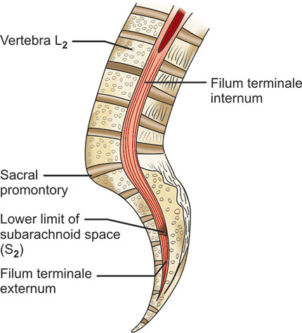 <p>What is contained inside the pia mater?</p>