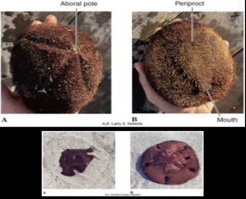 <p>secondary bilateral symmetry, short spines, move with spines, sand dollars, heart urchins</p>
