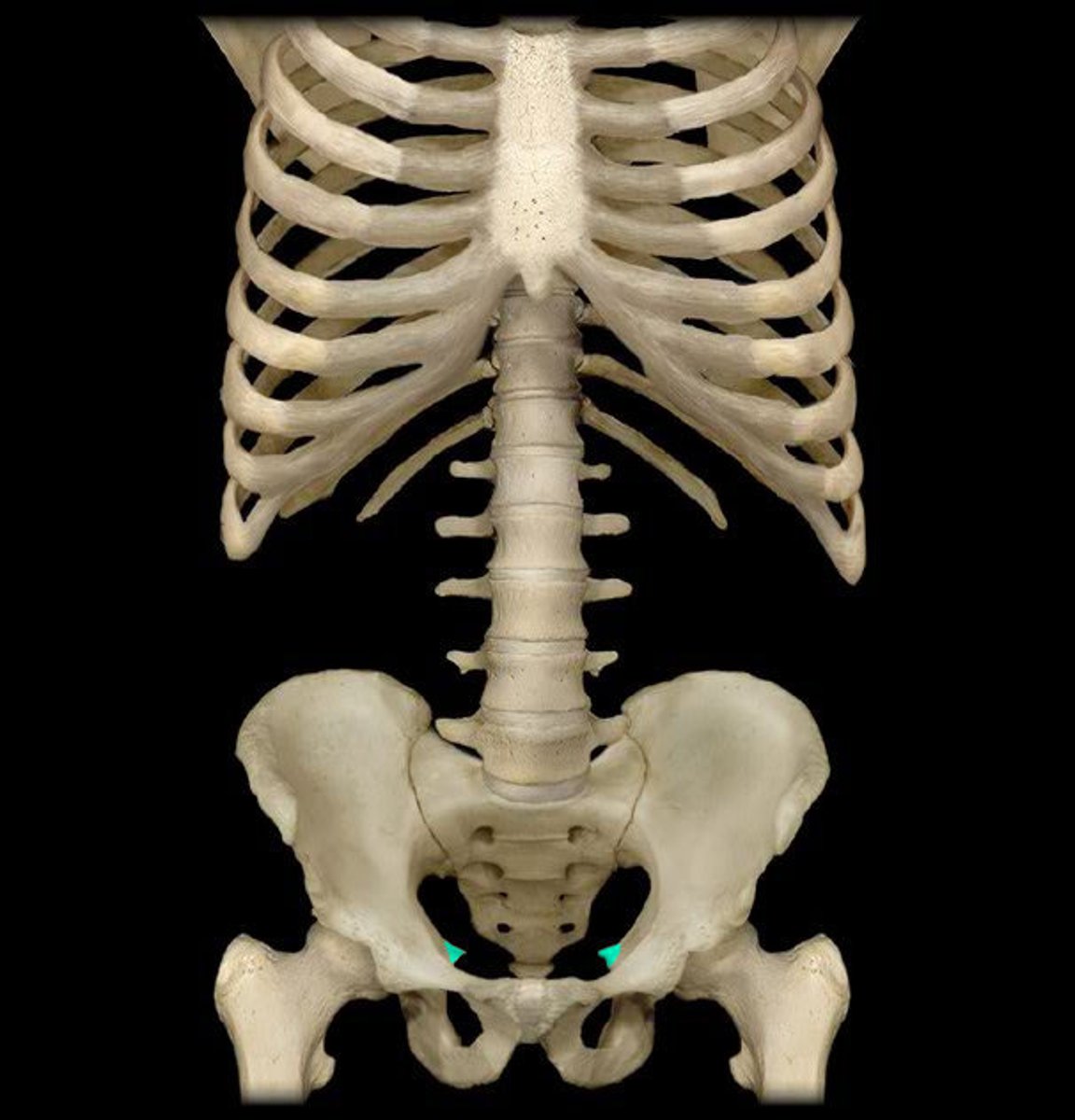 <p>what is the Ischial spine? what is it near? </p>