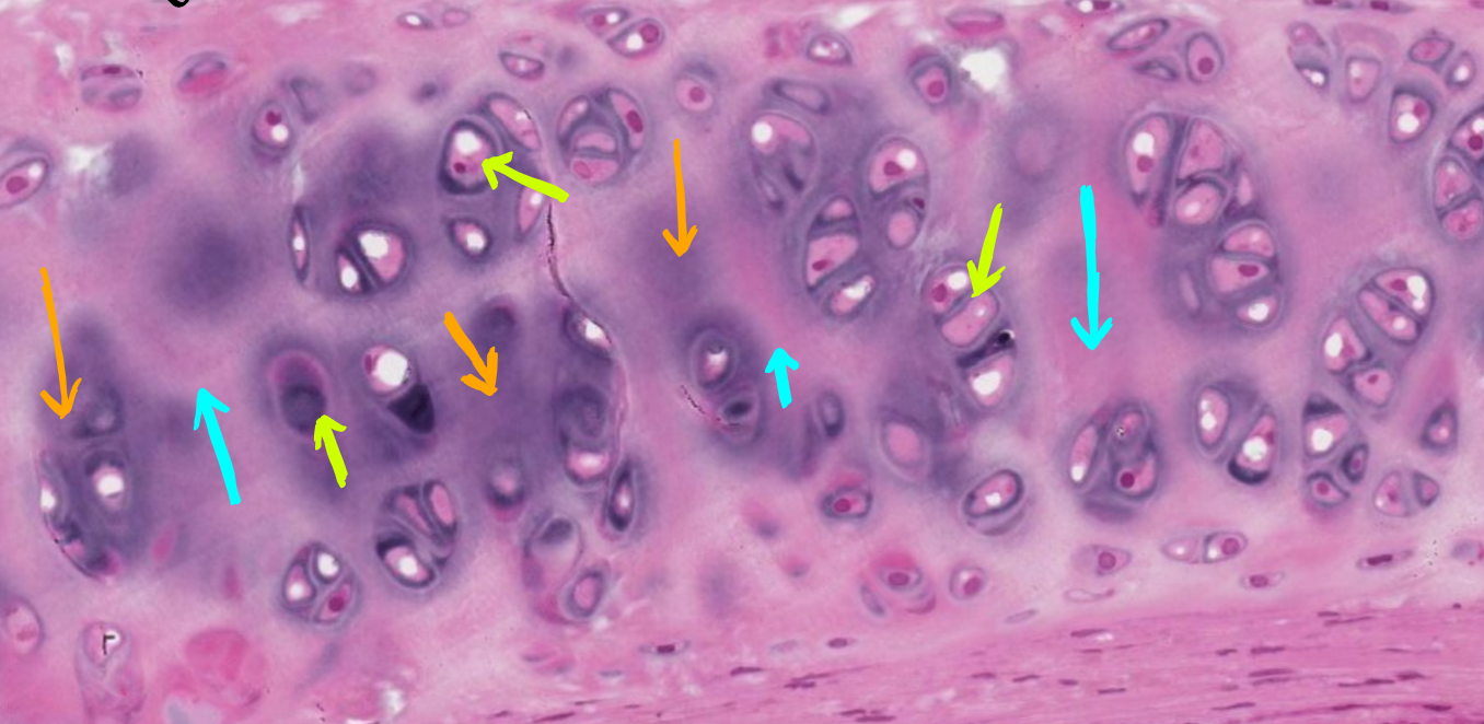 <p>What kind of matrix is being pointed at with the blue arrows in the slide? (Monkey Trachea)</p>