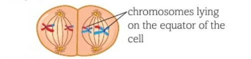 <ul><li><p>chromosomes attach by centromeres to equator of a spindle</p></li><li><p>chromatids are randomly arranged</p></li><li><p>the way they are arranged determines how they separate during A2</p></li></ul><p></p>
