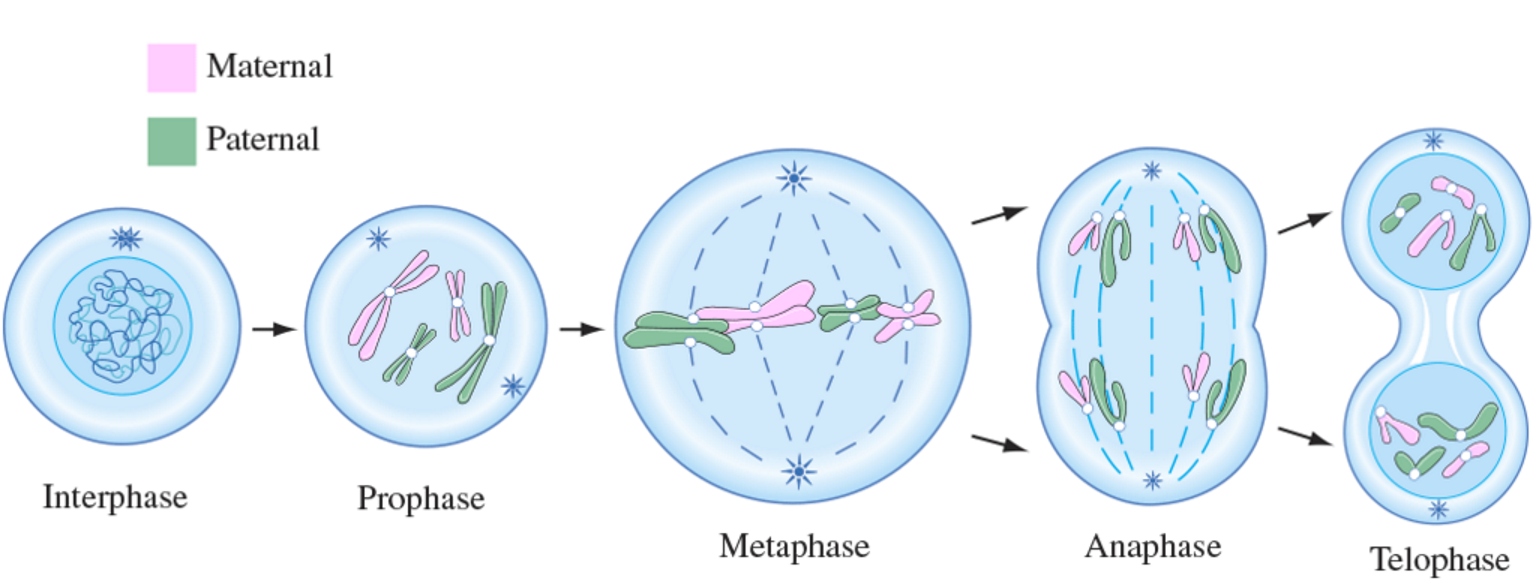 <ol type="1"><li><p>Prophase : chromosome coil up and nucleus breaks down&nbsp; , spindle fibres start to form</p></li><li><p>Metaphase : Chromosomes line up across middle of cell , the spindle fibres attach to side of chromosoe</p></li><li><p>Anaphase: spindle fibres pull away chromosome from centretowards either side of cell and elogates</p></li><li><p>Telophase: chromomes on each side are relased from spindle fibres and unwind , While nucleus reforms arounf them . The middle of cell pinch inwards .</p></li></ol><p></p><p></p>