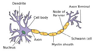 <p>axon, myelin sheath, nodes of ranvier, nucleus, cell body, dendrites</p>