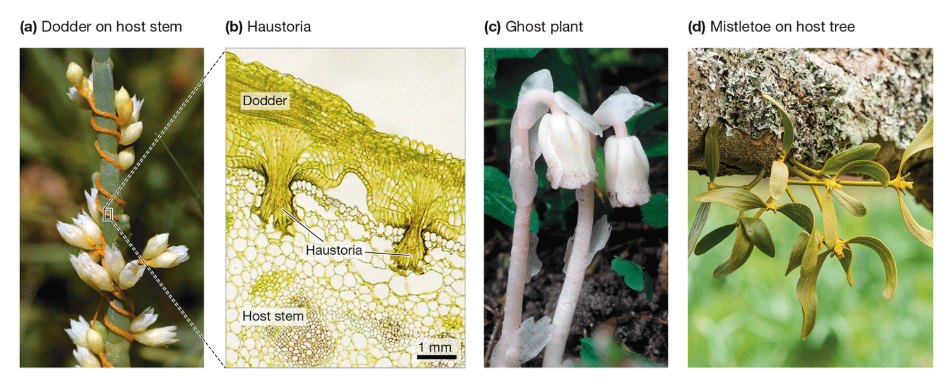 <p>How do parasitic plants obtain nutrients?</p>