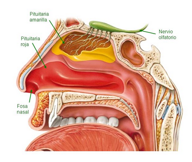 <p>Epitelio respiratorio - acondicionar el aire</p>