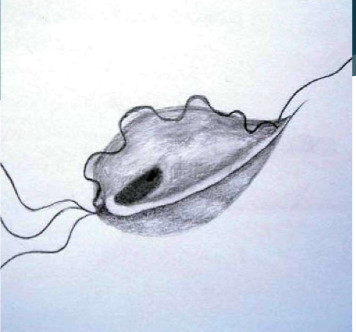 <p>DH - Bulls, Cows</p><p>STD</p>