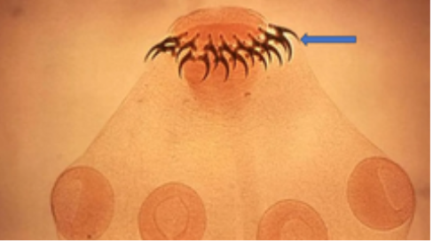 <p>3) What are the Structures surrounding the anterior groove</p>