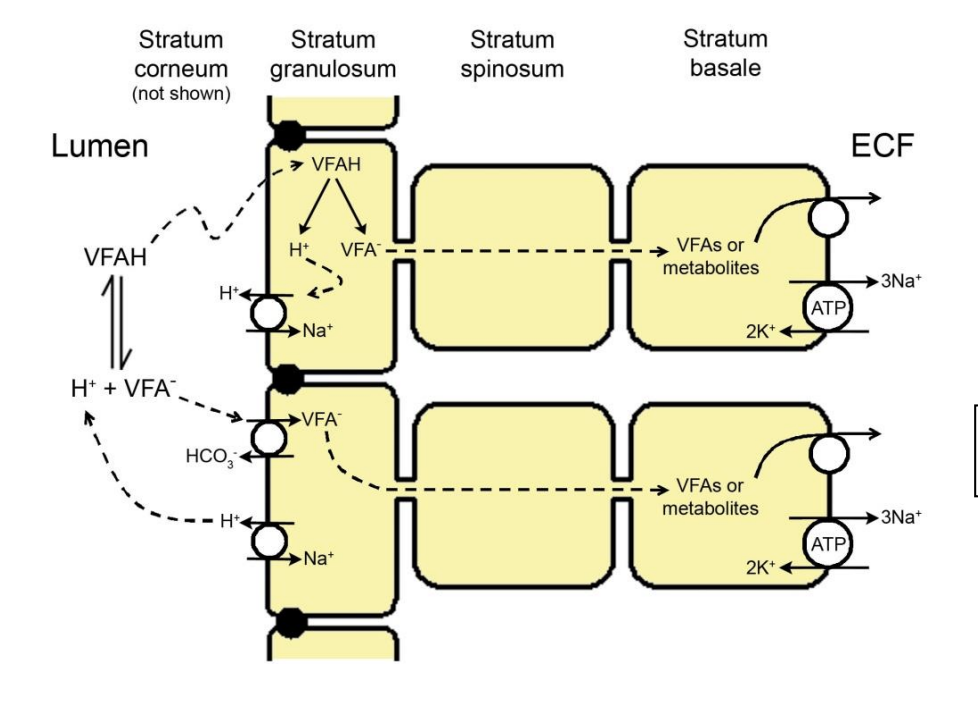 <ul><li><p>transporters responsible are localised on the different cell layers</p></li><li><p>cells connected by gap junctions to form <strong>syncytium</strong></p></li><li><p>rich subepithelial capillary plexus to facilitate removal of absorbed substances</p></li></ul><p><em>not really an optimal strategy</em></p>
