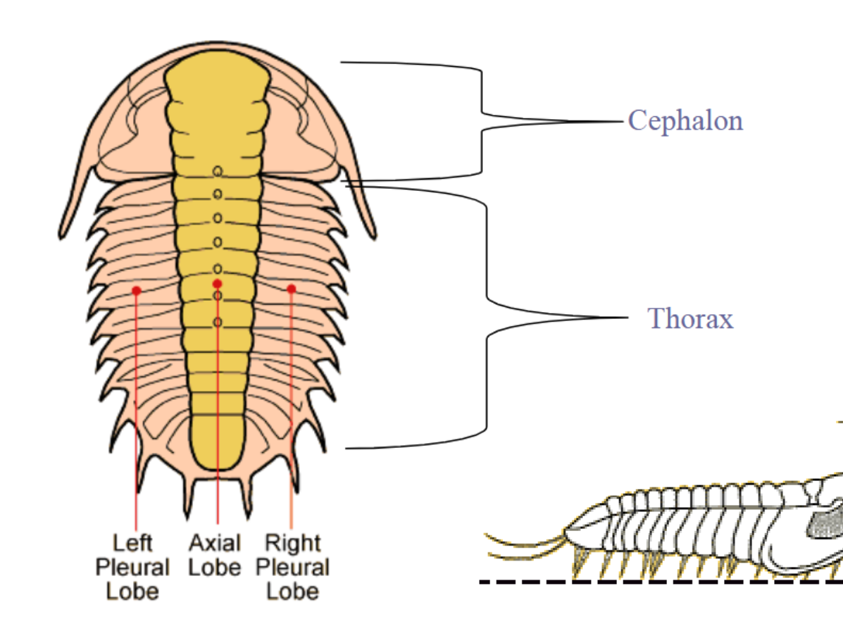 <p>3 longitudinal regions</p><p>chepalon and thorax </p><p>-legs biramous</p>