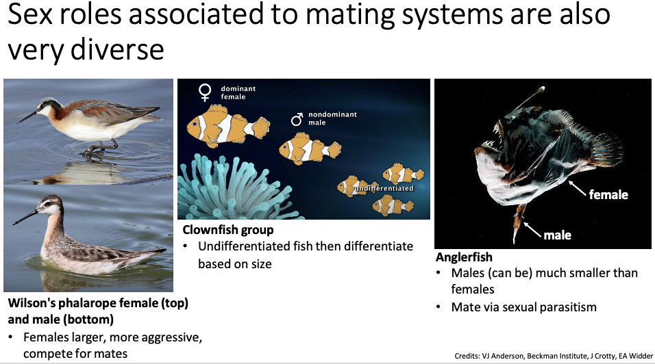 <ul><li><p>Very diverse!</p><ul><li><p><span>Wilson's phalarope female (top) and male (bottom)</span></p><ul><li><p><span>Females are larger and more aggressive, and compete for mates</span></p></li></ul></li><li><p><span>Clownfish group</span></p><ul><li><p><span>Undifferentiated fish then differentiate based on size</span></p></li></ul></li><li><p><span>Anglerfish</span></p><ul><li><p><span>Males can be much smaller than females</span></p></li><li><p><span>Mate via sexual parasitism</span></p></li></ul></li></ul></li></ul><p></p>