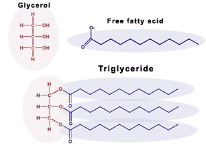 <p>A fat (triglyceride) molecule is made of glycerol and fatty acids, and the fatty acid tails are the hydrophobic components</p><ul><li><p>An isolated glycerol molecule is hydrophilic (water-loving), but when it is bound inside a fat molecule like a triglyceride, it behaves as part of a hydrophobic structure</p></li></ul><p></p>
