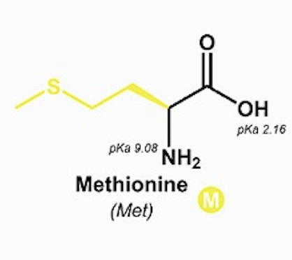 <p>Methionine (Met, M)</p>