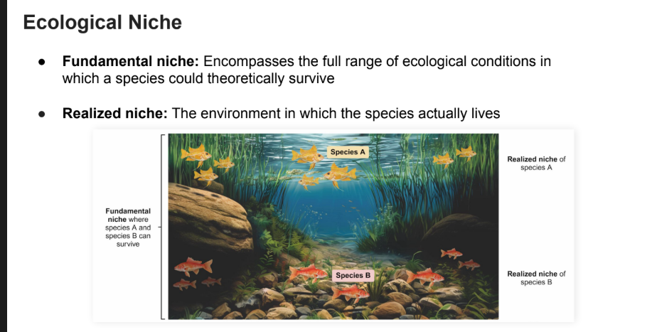 <p>The environment in which the species <strong>actually lives</strong></p>