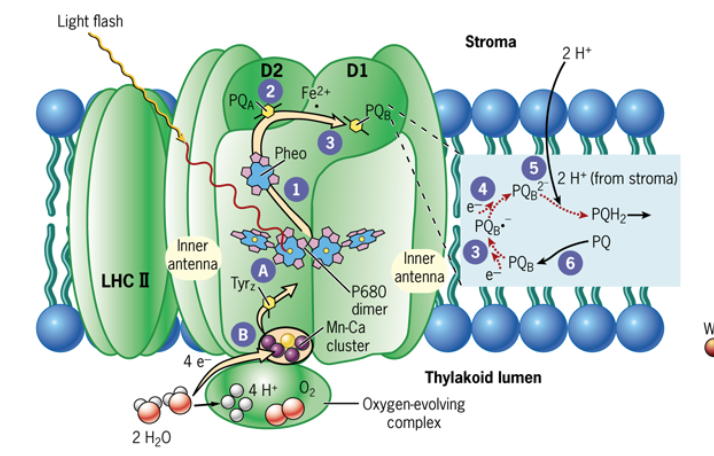 <ul><li><p>consists of >20 different peptides most of which are embedded in the thylakoid membrane</p></li><li><p>two proteins, D1 and D2, together bind the P680 reaction centerchlorophyll dimer and cofactors involved in electron transport</p></li><li><p>separate pigment-protein complex light-harvesting complex II (LHC II) is situated outside the core of the photosystem</p><ul><li><p>binds both chlorophylls and carotenoids </p></li></ul></li><li><p>uses absorbed light energy to generate proton gradient across the thylakid membrane </p></li></ul><p></p>