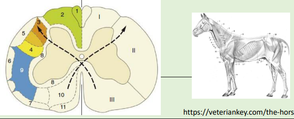 <p>Nerve tracts are named according to their origin</p><p></p><p>Caudally projecting neurons generally terminate on interneurons</p><p></p><p>Rubrospinal tracts</p><p></p><p>Vestibulospinal tracts</p><p></p><p>Reticulospinal tracts</p><p></p><p>Tectospinal tracts</p><p></p><p>Corticospinal tracts</p><p></p><p>Corticobulbar tracts</p><p></p><p>Motor systems often functionally grouped into two categories:</p><p></p><p><strong>Ventromedial motor system</strong>- axial and proximal limb muscles, especially extensors</p><p></p><p><strong>Dorsolateral motor system-</strong> Distal limb muscles, especially flexors</p>