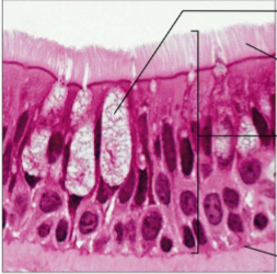 <p>Single layer of cells of differing heights, some not reaching the free surface; nuclei seen at different levels; may contain mucus-secreting cells and bear cilia. Secrete substances, particularly mucus; propulsion of mucus by ciliary action. Non-ciliated type in males’ sperm-carrying ducts and ducts of large glands; ciliated variety lines the trachea, most of the upper respiratory tract.</p>