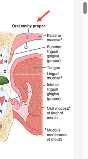 <ul><li><p>space between upper and lower dental arches of arcades</p><ul><li><p>maxillary &amp; mandibular alveolar arches and teeth they bare</p></li></ul></li></ul><p></p>