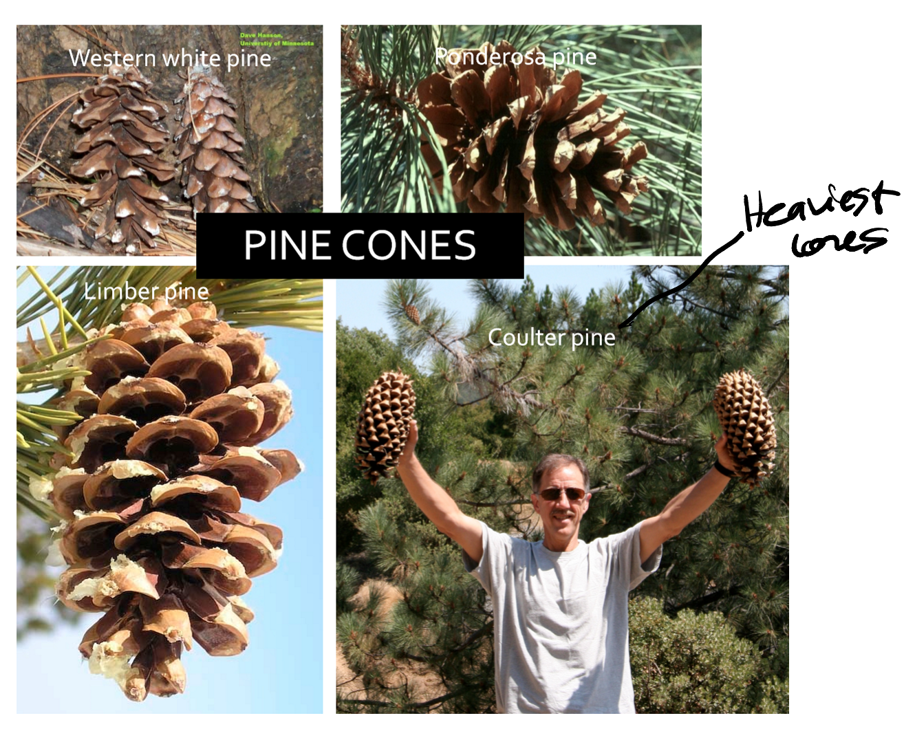 <p>False. A pine cone can only come from a pine tree</p>