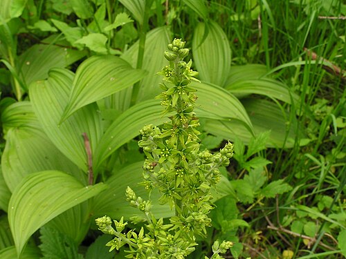 <ul><li><p>Large pleated corn-like leaves</p></li><li><p>Thick tall stems</p></li><li><p>Green flower clusters in summer</p></li><li><p>Wet meadows & streambanks</p></li><li><p>Extremely poisonous <span data-name="warning" data-type="emoji">⚠</span></p></li><li><p>Commonly confused with skunk cabbage</p></li></ul><p></p>