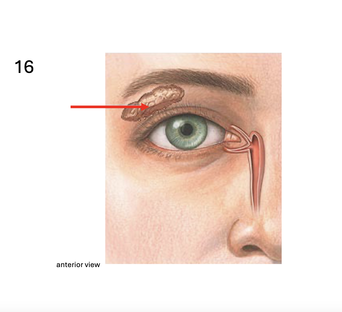 <p>Identify the <strong>gland</strong></p>