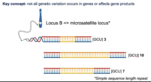 <p>Can just look at individual loci as any DNA sequence to assess how many repeats (forensic analysis)</p>