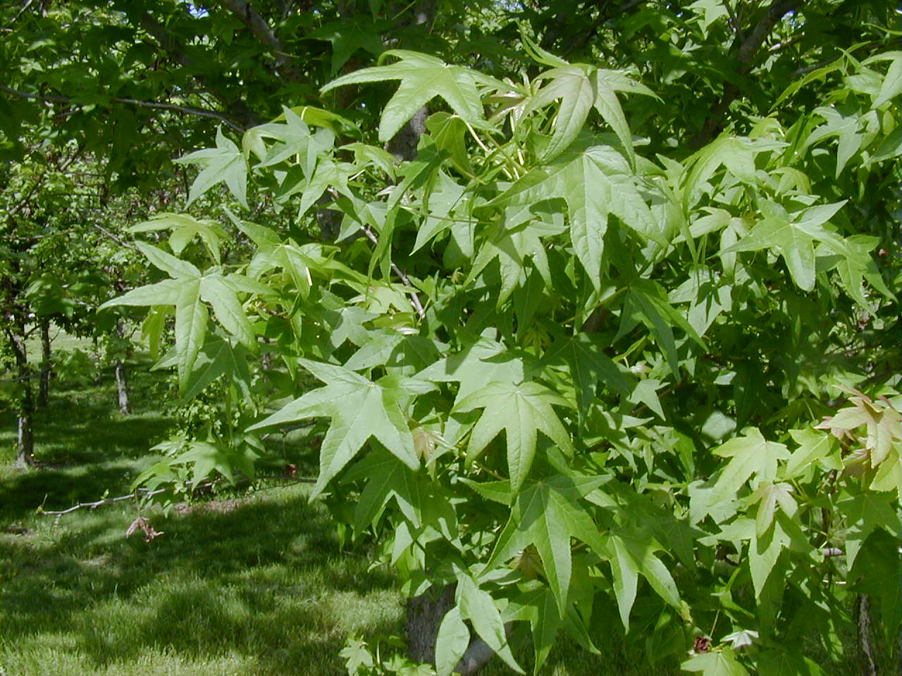 <p>common name</p>
