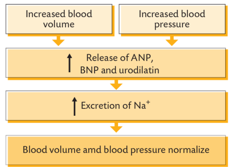 <p> Atrial natriuretic peptide (ANP) produced by atrial wall cardiomyocytes in response to atrial stretch.</p><p>• Brain natriuretic peptide (BNP) produced by some CNS neurons and ventricular cardiomyocytes in response to higher BP or blood volume.</p><p>• Urodilatin produced in distal tubular epithelial cells.</p><p>• Act to dilate afferent arterioles increasing GFR.</p><p>• Suppress reabsorption of Na+ in distal tubular cells.</p><p>• Antagonistic to aldosterone.</p>