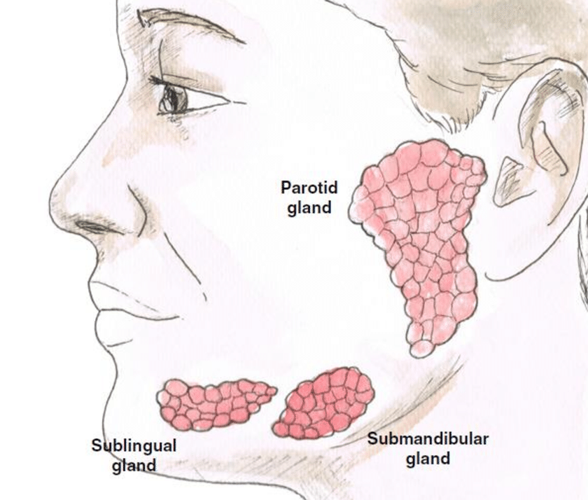 <ol><li><p>Parotid</p></li><li><p>Submandibular </p></li><li><p>Sublingual</p></li></ol><p></p>
