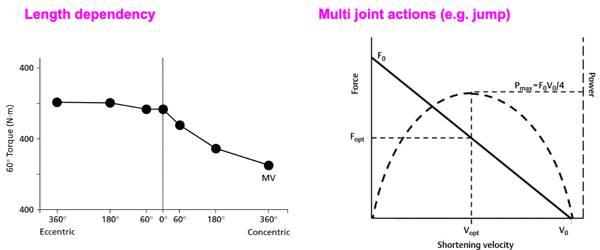 <ul><li><p><span><span>When it comes to eccentric actions, it has very poor relationship to velocity meaning that essentially forces during lengthening actions seems to be quite stable regardless of the velocity of that action</span></span></p></li><li><p><span><span>Ability to produce high forces under conditions of resisting something is not impaired or altered by the velocity in general</span></span></p></li><li><p><span><span>Multi-joint actions (sprinting, jumping), relationship is linear due to multiple single joint actions accumulating together</span></span></p></li></ul><p></p>