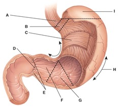 <p>E</p>