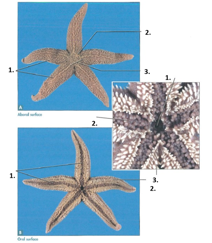 <p>Phylumn,  Genus, Name</p><p>Name the Parts</p>