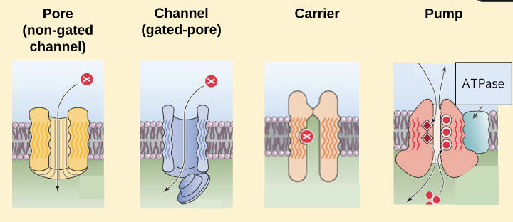 <ul><li><p>pore (non-gated channel) </p></li><li><p>channel (gated pore) </p></li><li><p>carrier </p></li><li><p>pump </p></li></ul><p>All have multiple transmembrane segments surrounding a solute permeation pathway</p>
