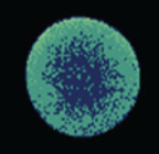 <ul><li><p>When fertilization happens and the membrane potential becomes depolarized, Ca++ channels throughout the egg membrane open (not to be confused with the Na+ channels also opening)</p></li><li><p>Leads to Ca++ entering <strong>from the outside</strong>, creating a cortical flash: a brief rise in Ca++ levels throughout the cortical cytoplasm (outer layer of cytoplasm)</p></li><li><p>May contribute to the fast block to polyspermy </p></li></ul><p></p>