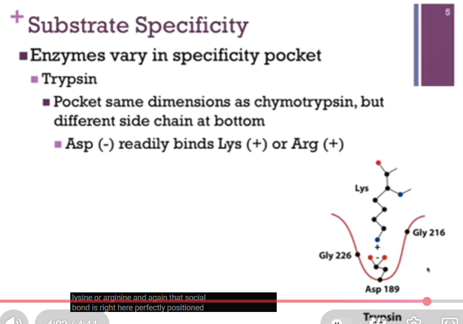<p>Substrate Specificity</p>