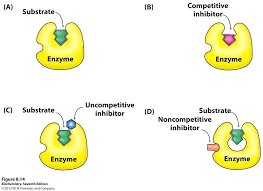 <p>Reversible inhibitors temporarily bind to the active site via weak interactions. In contrast, irreversible inhibitors form strong covalent bonds, permanently inactivating the enzyme.</p>